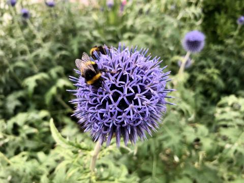 Bee on flower