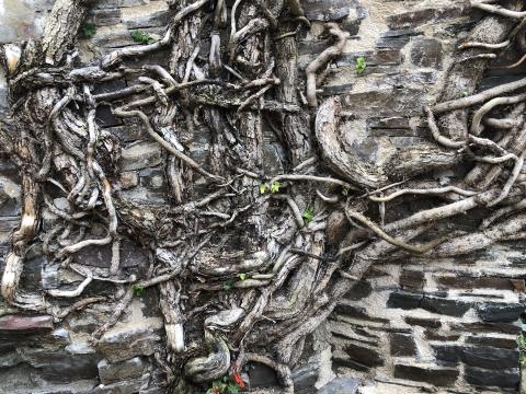 Roots