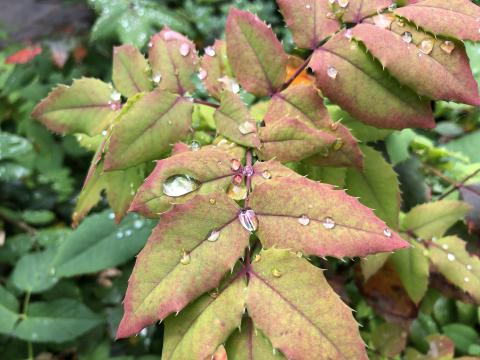 Drops