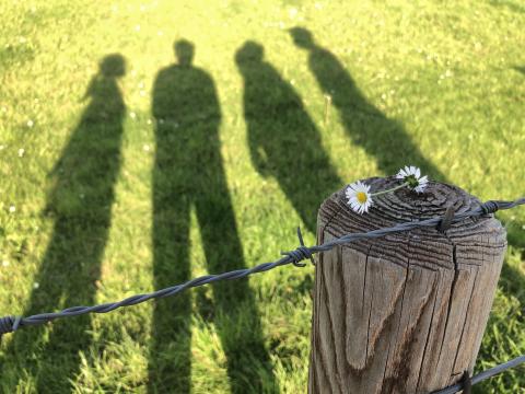 Shadows